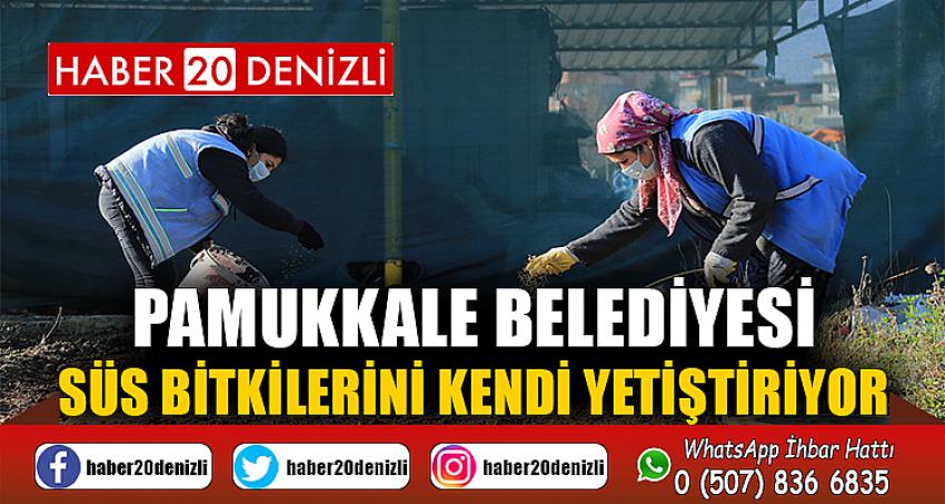 PAMUKKALE BELEDİYESİ SÜS BİTKİLERİNİ KENDİ YETİŞTİRİYOR