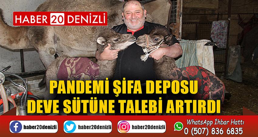 Pandemi şifa deposu deve sütüne talebi artırdı