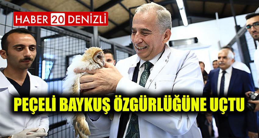 Peçeli baykuş özgürlüğüne uçtu