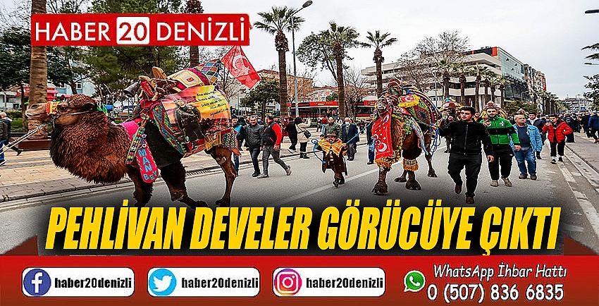 Pehlivan develer görücüye çıktı