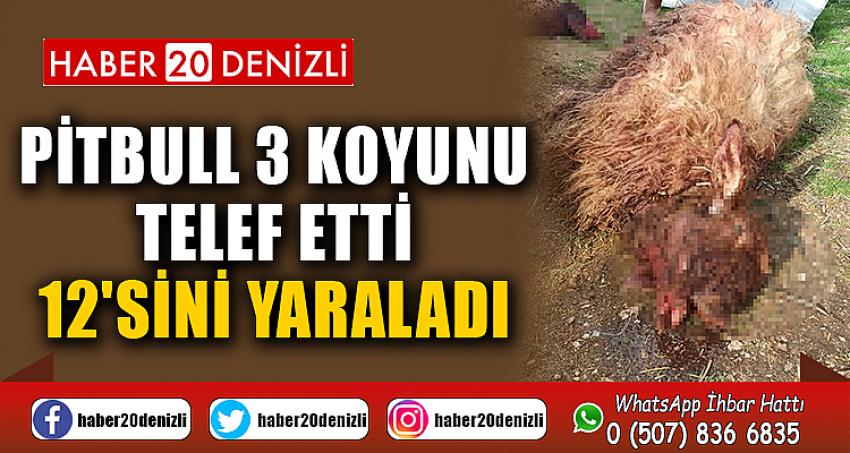 Pitbull 3 koyunu telef etti, 12'sini yaraladı
