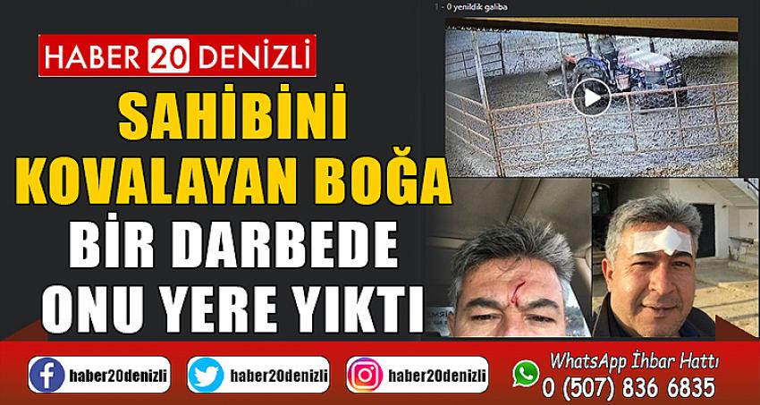 Sahibini kovalayan boğa bir darbede onu yere yıktı