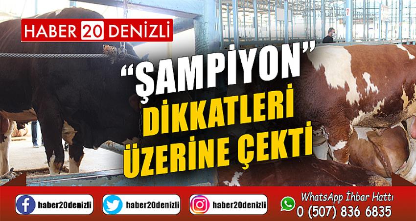 “Şampiyon” dikkatleri üzerine çekti