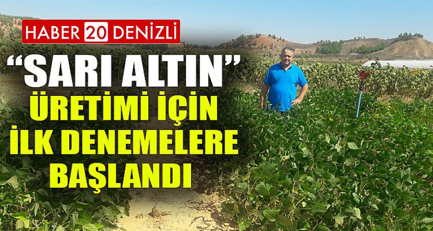 “Sarı Altın” Üretimi için İlk Denemelere Başlandı 