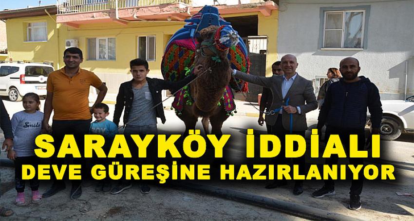 SARAYKÖY, İDDİALI DEVE GÜREŞİNE HAZIRLANIYOR