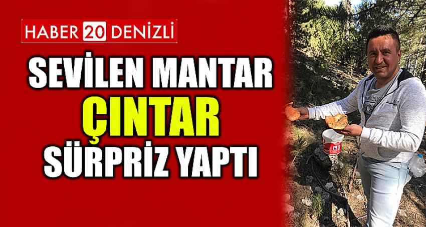 Sevilen Mantar Çıntar Sürpriz Yaptı