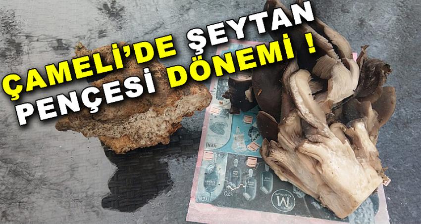 ÇAMELİ'DE ŞEYTAN PENÇESİ DÖNEMİ