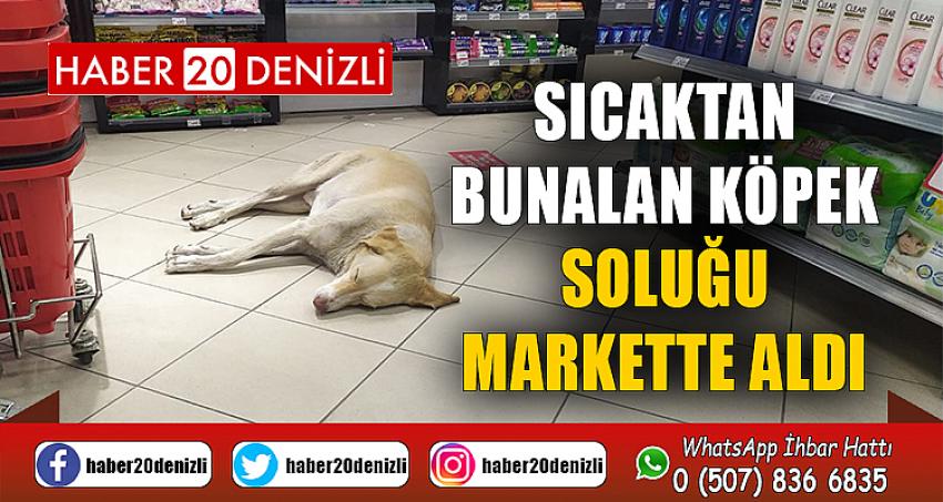 Sıcaktan bunalan köpek soluğu markette aldı