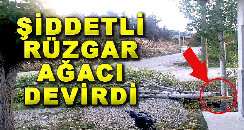 ŞİDDETLİ RÜZGAR AĞACI DEVİRDİ