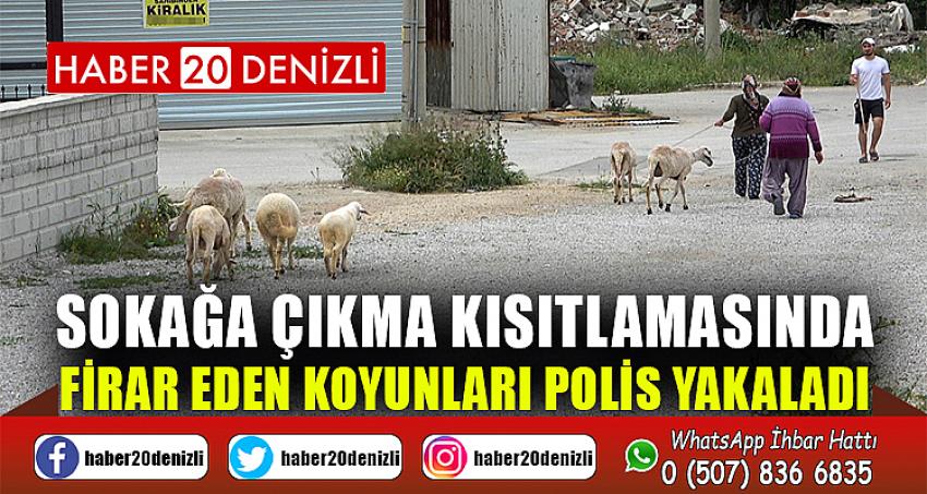 Sokağa çıkma kısıtlamasında firar eden koyunları polis yakaladı