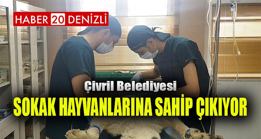ÇİVRİL BELEDİYESİ SOKAK HAYVANLARINA SAHİP ÇIKIYOR