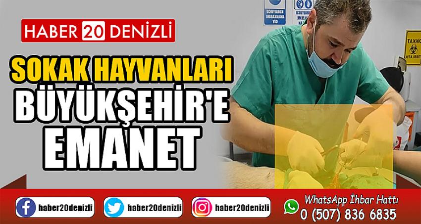 Sokak hayvanları Büyükşehir'e emanet