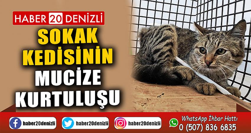 Sokak kedisinin mucize kurtuluşu