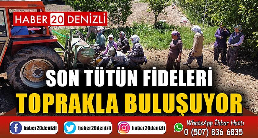 Son tütün fideleri toprakla buluşuyor