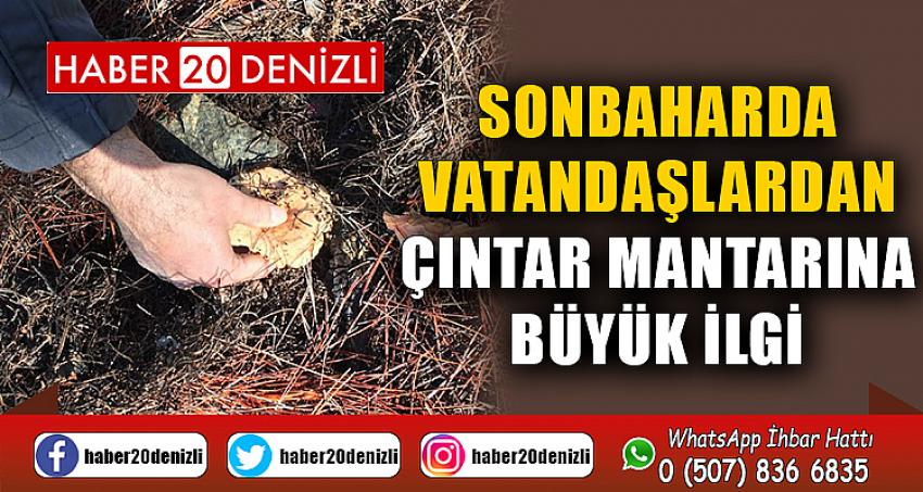 Sonbaharda vatandaşlardan Çıntar mantarına büyük ilgi