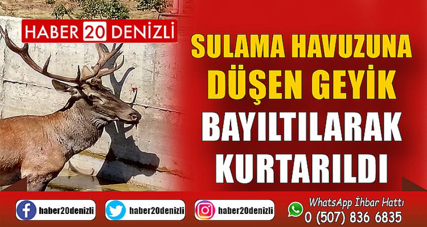 Sulama havuzuna düşen geyik bayıltılarak kurtarıldı