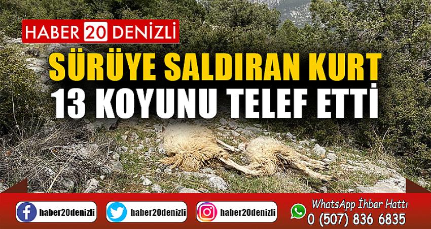 Sürüye saldıran kurt 13 koyunu telef etti