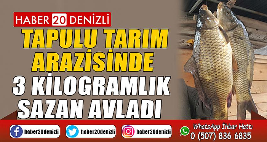 Tapulu tarım arazisinde 3 kilogramlık sazan avladı