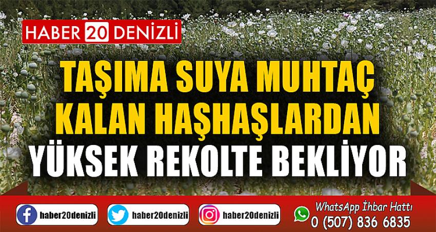 Taşıma suya muhtaç kalan haşhaşlardan yüksek rekolte bekliyor