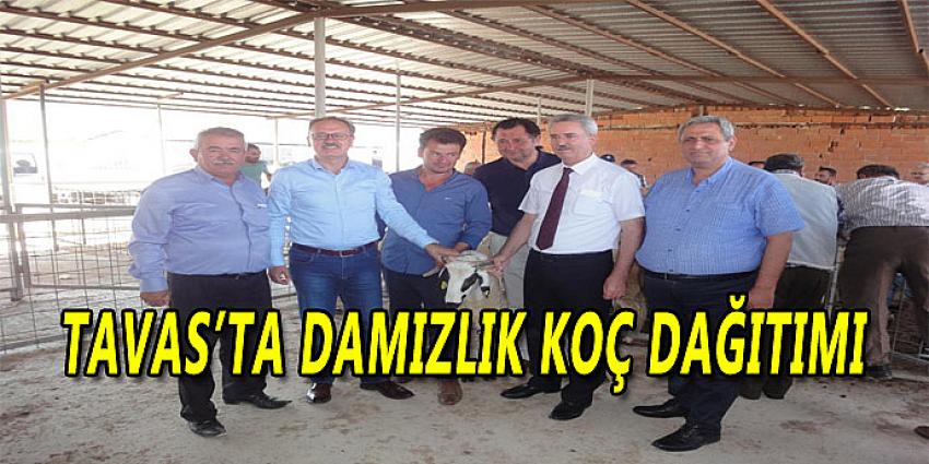 TAVAS'TA DAMIZLIK KOÇ DAĞITIMI