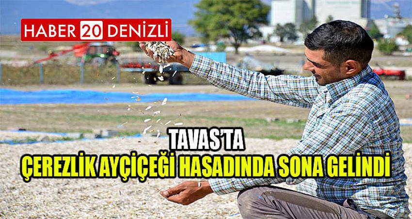 Tavas’ta Çerezlik Ayçiçeği Hasadında Sona Gelindi