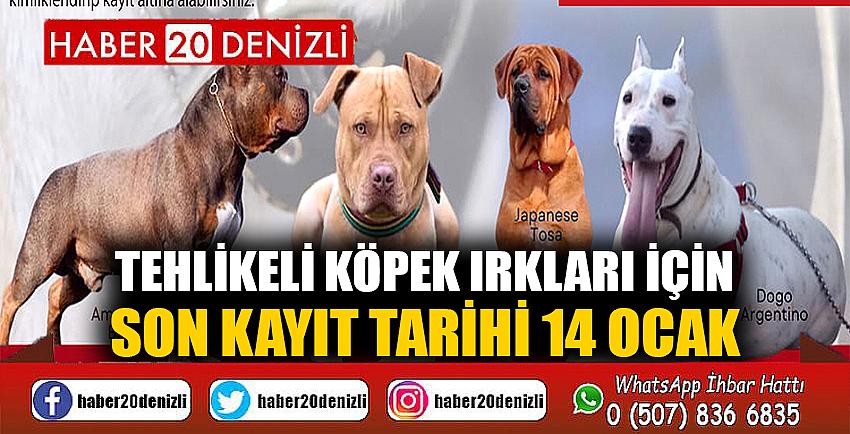 Tehlikeli köpek ırkları için son kayıt tarihi 14 Ocak