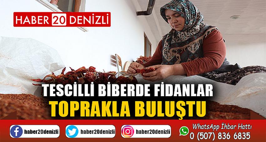 Tescilli biberde fidanlar toprakla buluştu