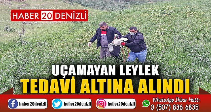 Uçamayan leylek tedavi altına alındı