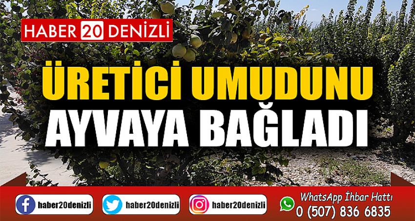 Üretici umudunu ayvaya bağladı