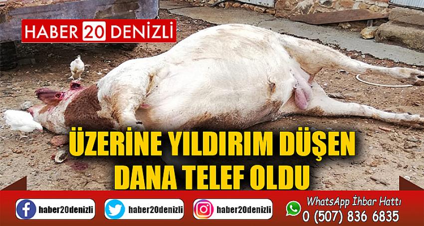 Üzerine yıldırım düşen dana telef oldu