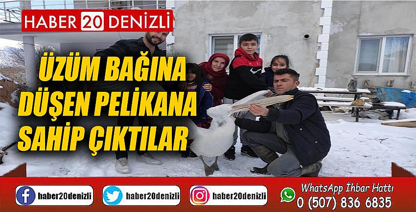 Üzüm bağına düşen pelikana sahip çıktılar