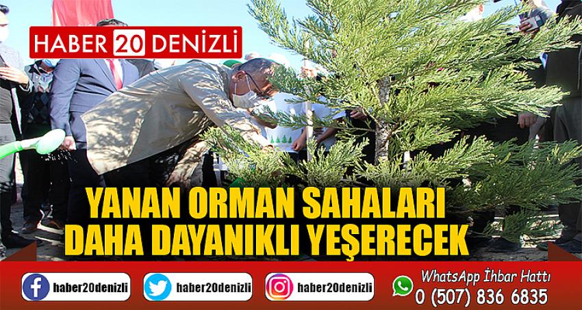 Yanan orman sahaları daha dayanıklı yeşerecek