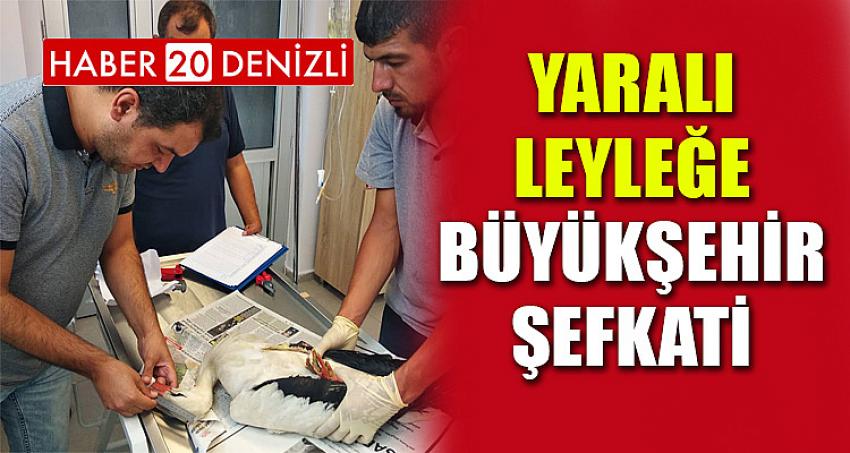 Yaralı leyleğe Büyükşehir şefkati