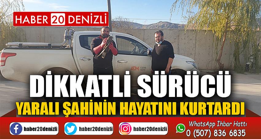 Dikkatli sürücü yaralı şahinin hayatını kurtardı