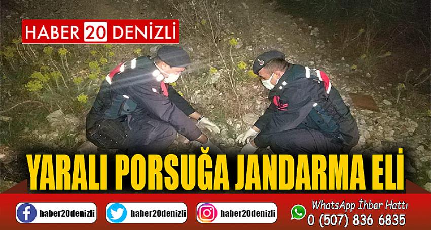 Yaralı porsuğa jandarma eli