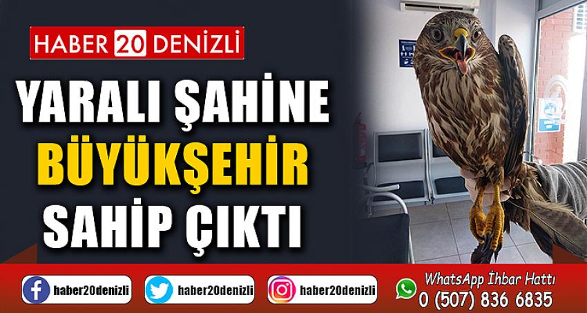 Yaralı şahine Büyükşehir sahip çıktı