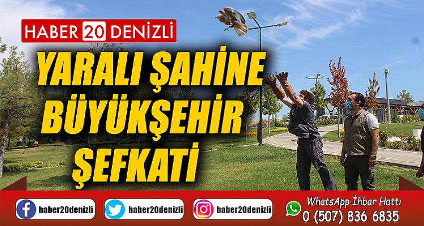 Yaralı şahine Büyükşehir şefkati