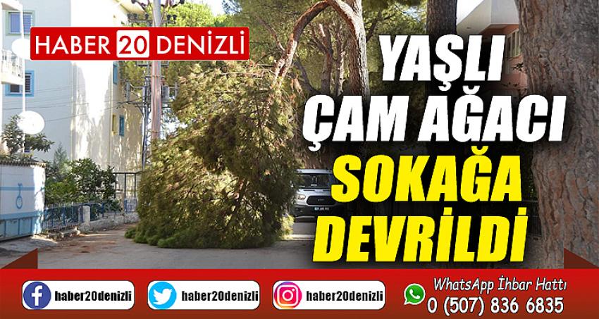 Yaşlı çam ağacı sokağa devrildi