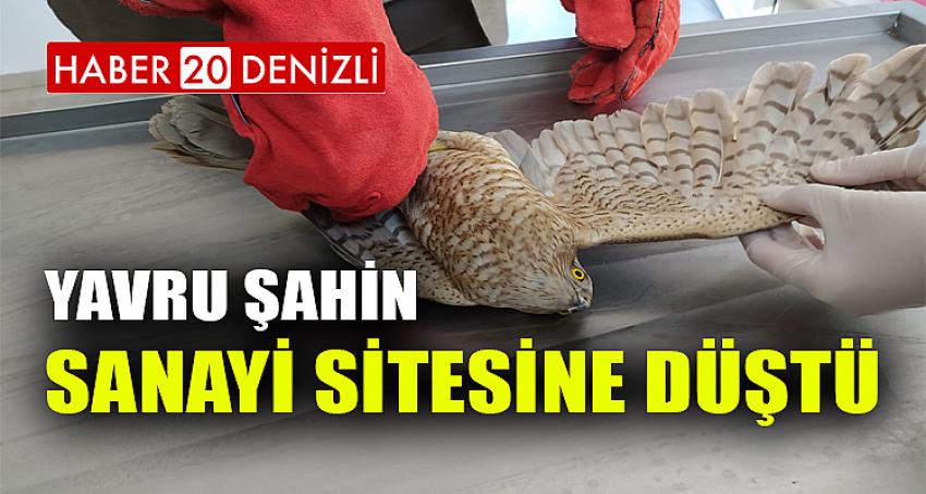 Yavru şahin açlık ve yorgunluk nedeniyle sanayi sitesine düştü