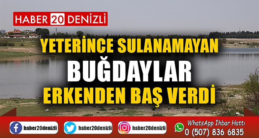 Yeterince sulanamayan buğdaylar erkenden baş verdi