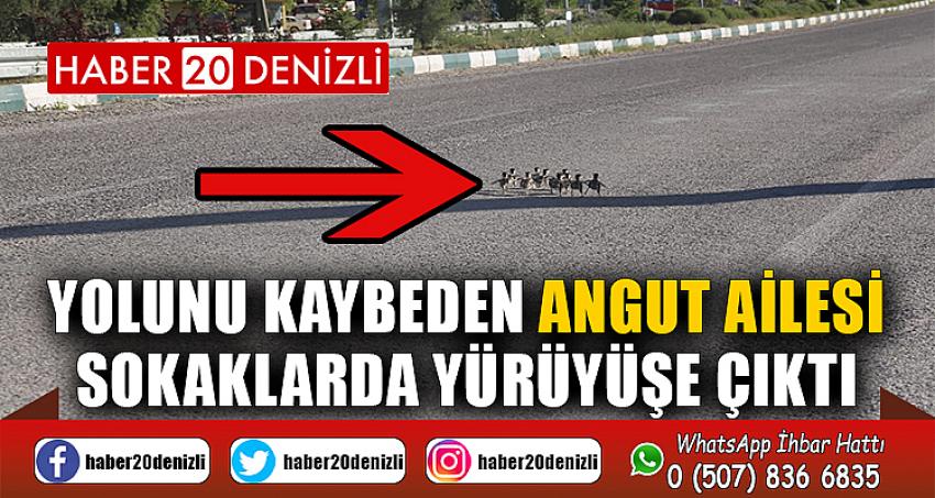 Yolunu kaybeden angut ailesi sokaklarda yürüyüşe çıktı